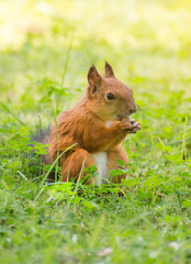 Red squirrel eating hazelnut. Sciurus vulgaris. Space for text.