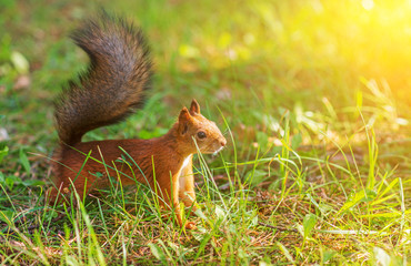 Naklejka na ściany i meble Red squirrel in the forest. Sciurus vulgaris. Place for text.