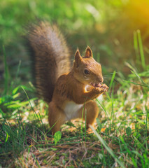 Red squirrel eating hazelnut. Sciurus vulgaris.