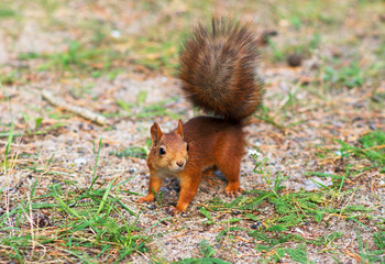 Red squirrel in the forest. Sciurus vulgaris. Place for text.