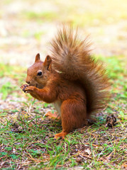 Red squirrel eating hazelnut. Sciurus vulgaris.