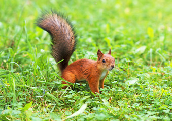 Naklejka na ściany i meble Red squirrel in the forest. Sciurus vulgaris. Place for text.