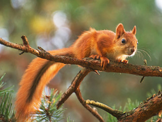 Red squirrel on the tree. Sciurus vulgaris.