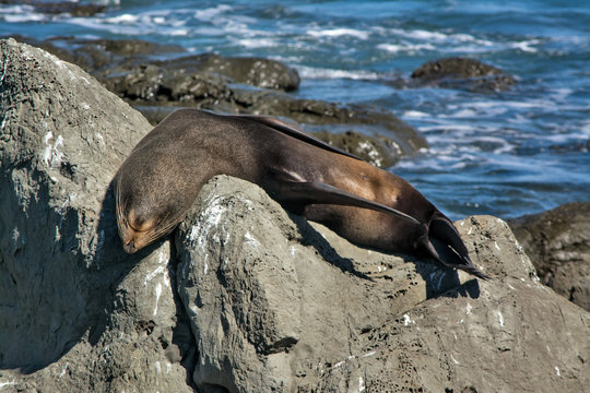Lazy seal sleeping on the rock at Kaikoura, New Zealand