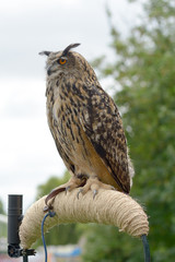 European (Eurasian) Eagle Owl (Bubo bubo) on perch