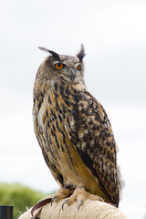 European (Eurasian) Eagle Owl (Bubo bubo) on perch