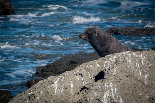 Seal on the rock at Kaikoura, New Zealand