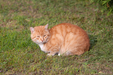 Naklejka na ściany i meble red cat on grass