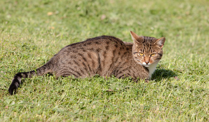 cat lying on the grass