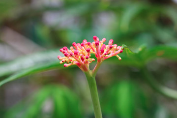  Jatropha multifida
