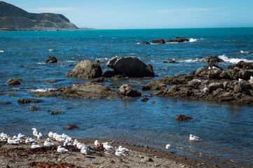 Rugged coastline of Kaikoura