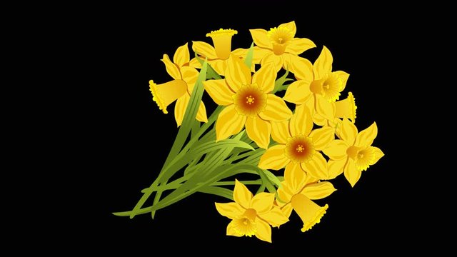 Yellow Narcissus animated bouquet. Hand-drawn animation. Alpha channel.