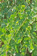 Caper plant closeup