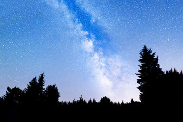 Pine trees silhouette Milky Way