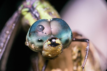 Dragon fly anisoptera during Fajr