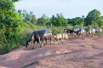 Buffalo,thailand