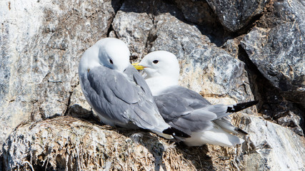 Black-legged kittiwake
