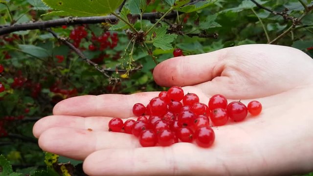 Womans hand full of freshly picked red currants, ribes rubrum