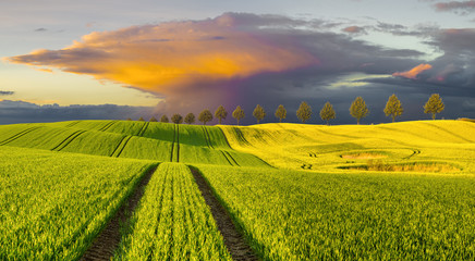 Piękne,kolorowe chmury nad zielonym polem