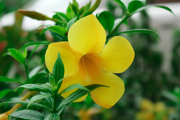 Allamanda