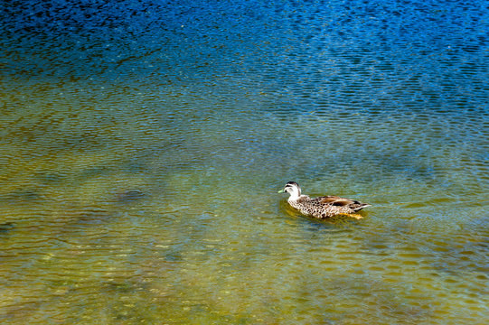 Duck swimming in Lake Pearson / Moana Rua Wildlife Refuge located in Craigieburn Forest Park in Canterbury region, South Island of New Zealand