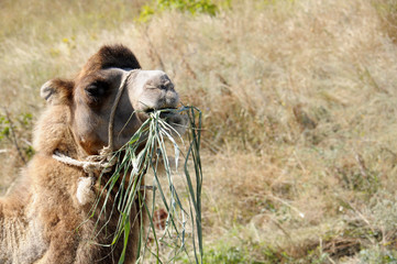 camel chews