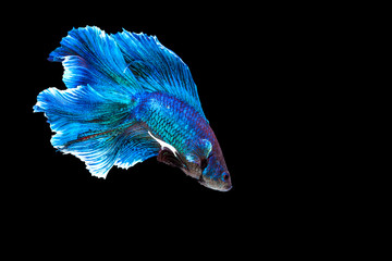 Red and blue siamese fighting fish. have clipping paths.