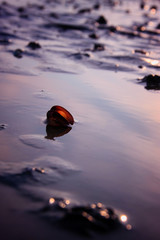 Muscheln bei Ebbe Nordsee © Michaela Müller