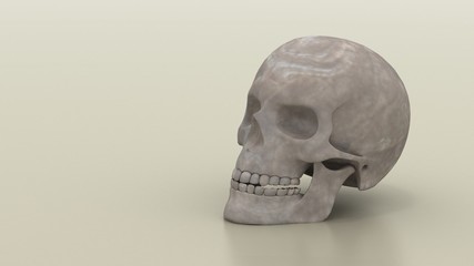 Human skull isolated on white background. 3d render