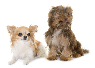 chocolate puppy yorkshire terrier and chihuahua