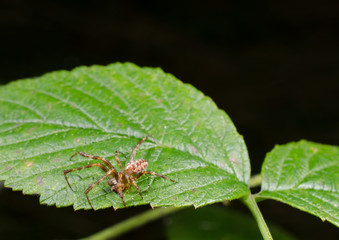 männliche Kreuzspinne