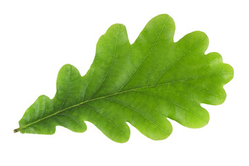 Green oak leaf - obrazy, fototapety, plakaty