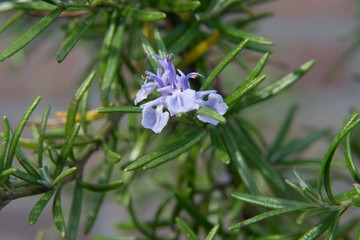Rosemary, Commonly known as rosemary, is a woody, perennial herb with fragrant, evergreen, needle-like leaves and white, pink, purple, or blue flowers, native to the Mediterranean region.