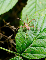 Kreuzspinne, Männchen (vertikal)