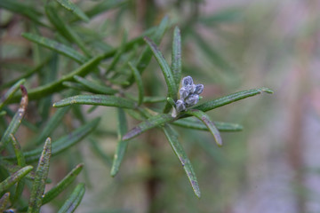 Rosemary, Commonly known as rosemary, is a woody, perennial herb with fragrant, evergreen, needle-like leaves and white, pink, purple, or blue flowers, native to the Mediterranean region.