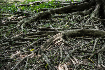 tree root horizontal