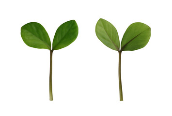 Green sprout tree isolated on white background.