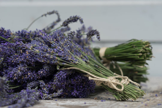 Lavender, Lavendula is native to the Old World and is found from Cape Verde and the Canary Islands, Europe across to northern and eastern Africa, the Mediterranean, southwest Asia to southeast India