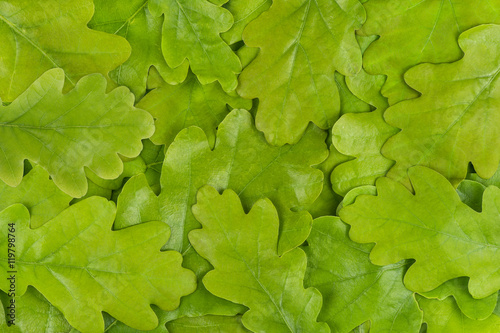 "Green oak leaf background" Stock photo and royalty-free images on