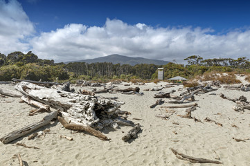 Dead tree brought ashore at Tauparikaka Marine Reserve, Haast, New Zealand