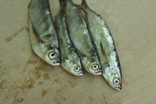 freshly caught fish sabrefish
