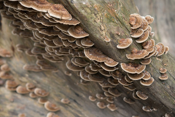 lots of fungus growing on the side of an old tree - obrazy, fototapety, plakaty