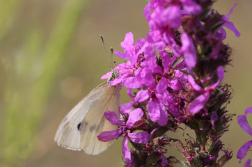 White butterfly sitting on purple flower