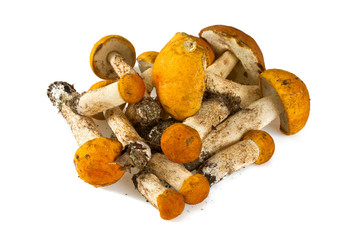 orange-cap boletus over white