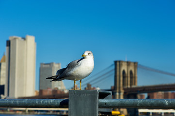 Seagull with Manhattan in background.