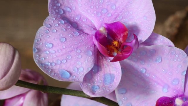 Orchidea