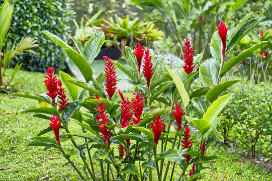 Red Ginger, Costa Rica