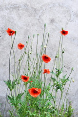 Poppy background with concrete wall. Blossoming poppy flowers on a grunge wall. Nature background with copy space.