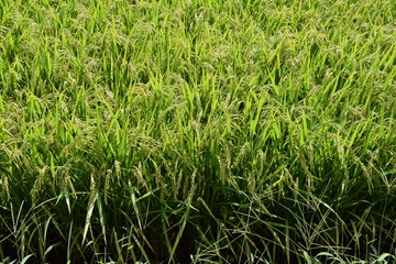 Obraz premium 稔り始めた稲穂