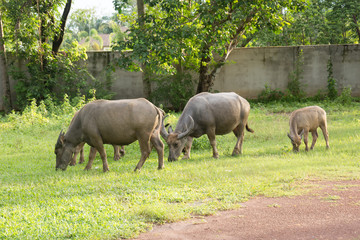 buffalo,Thailand